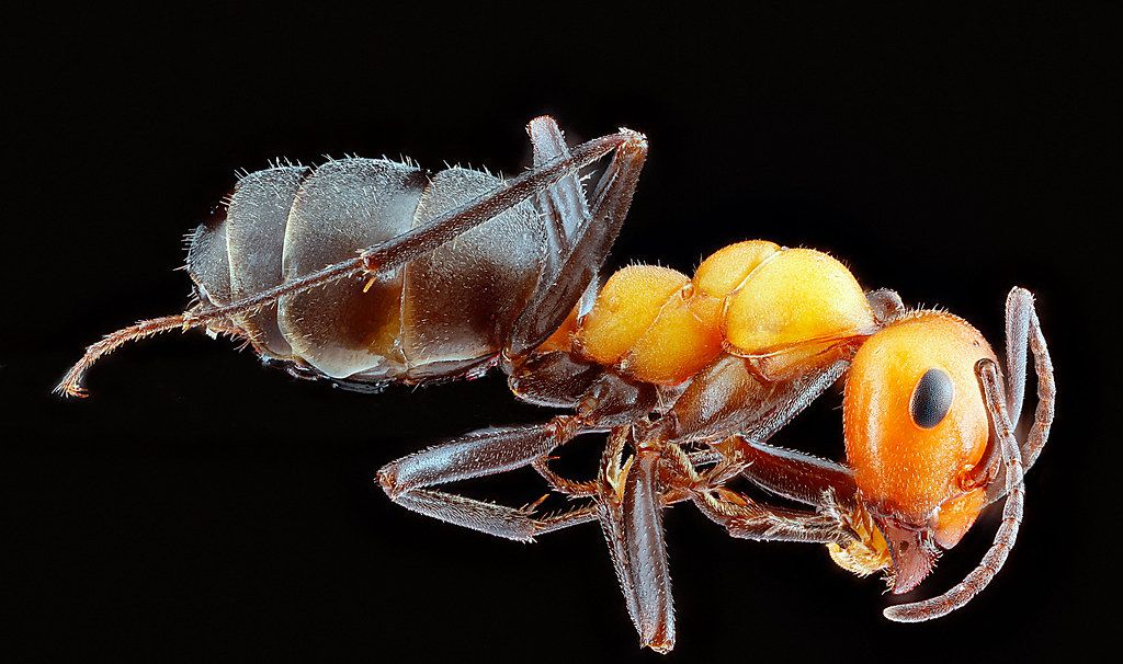 Ant Control service in Clarksville, TN