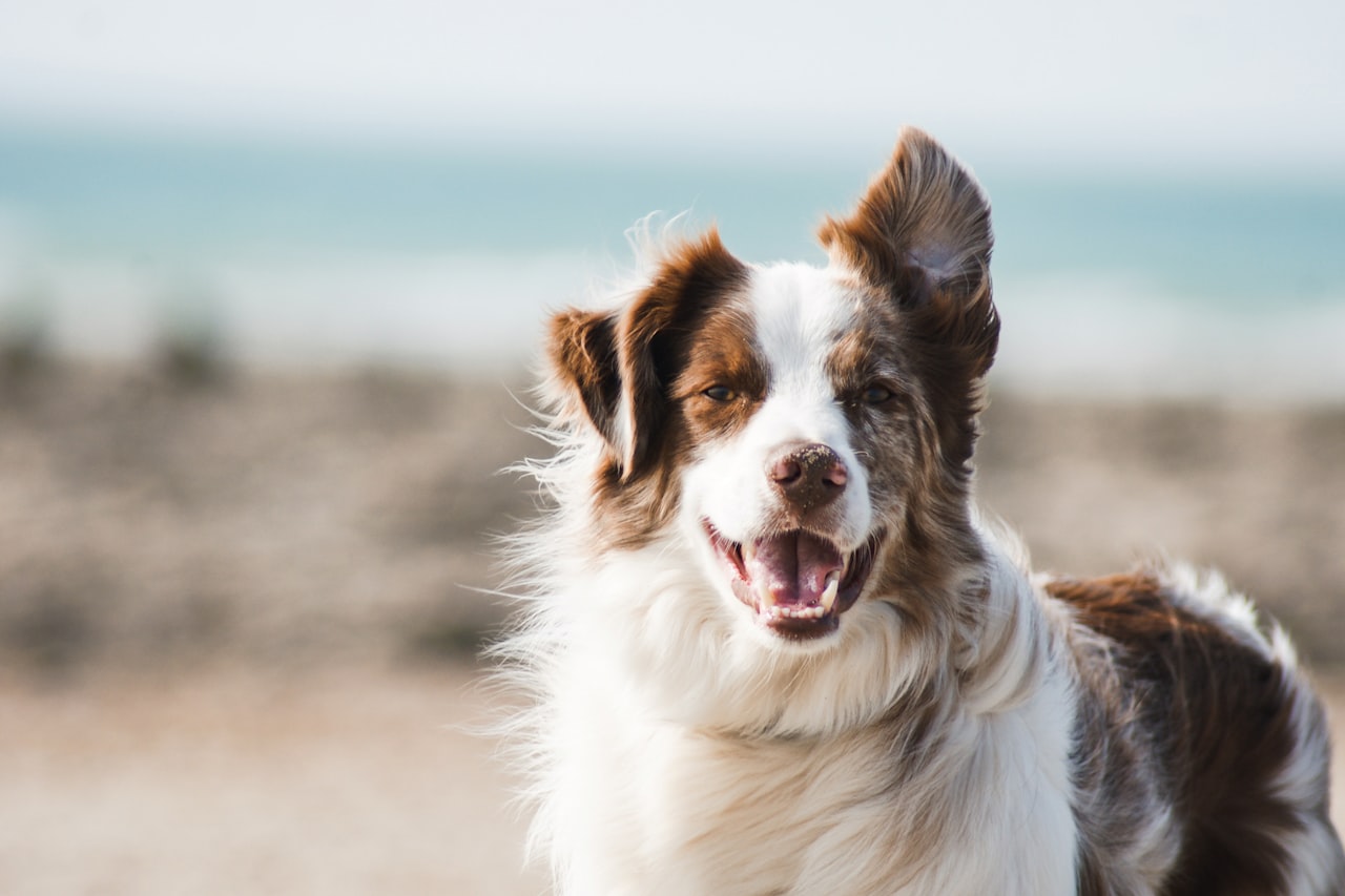 Flea & Tick Control service in Clarksville, TN
