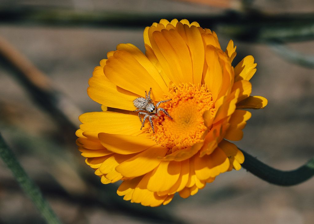 Spider Control service in Clarksville, TN